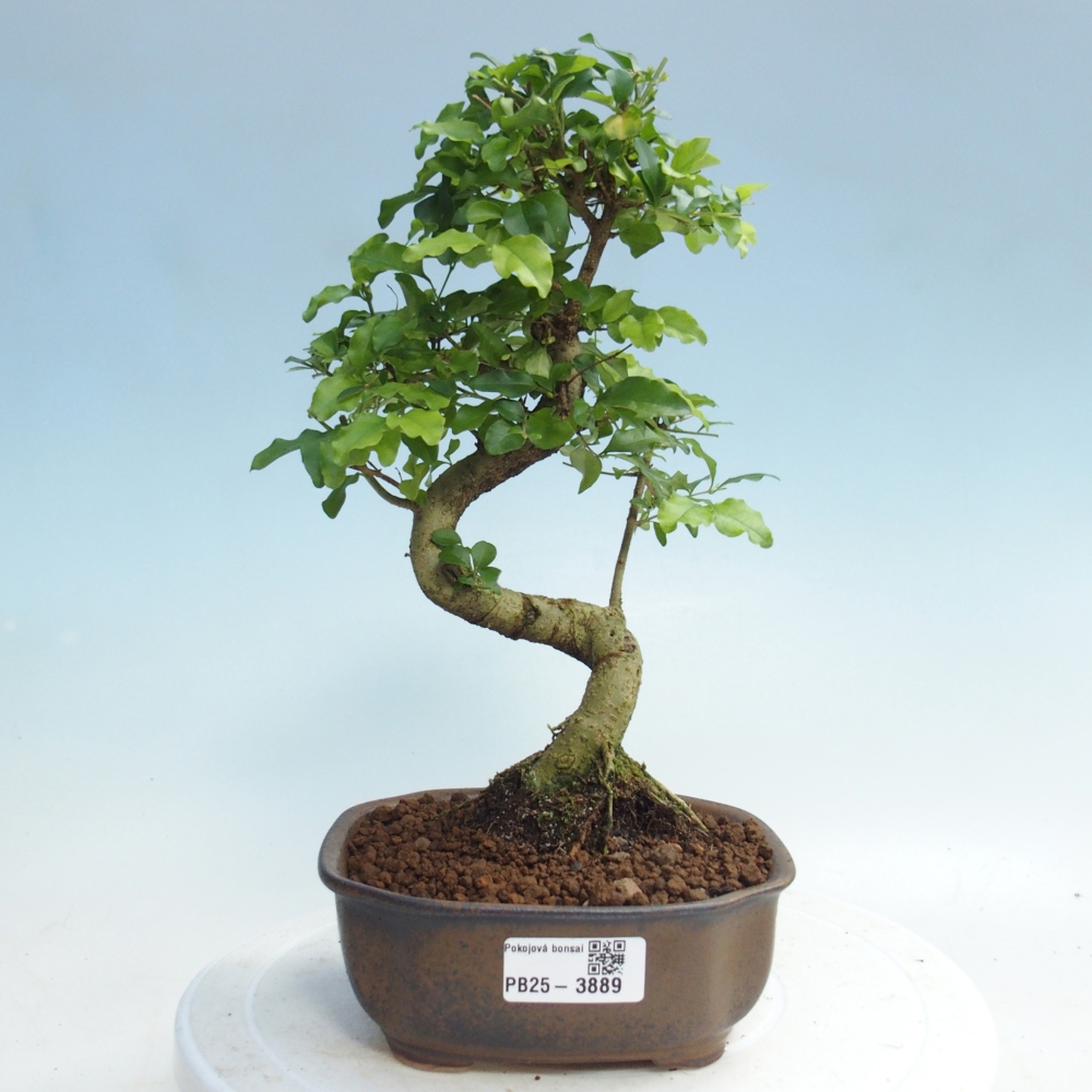 Zimmer Bonsai -Ligustrum chinensis - Vogelschnabel