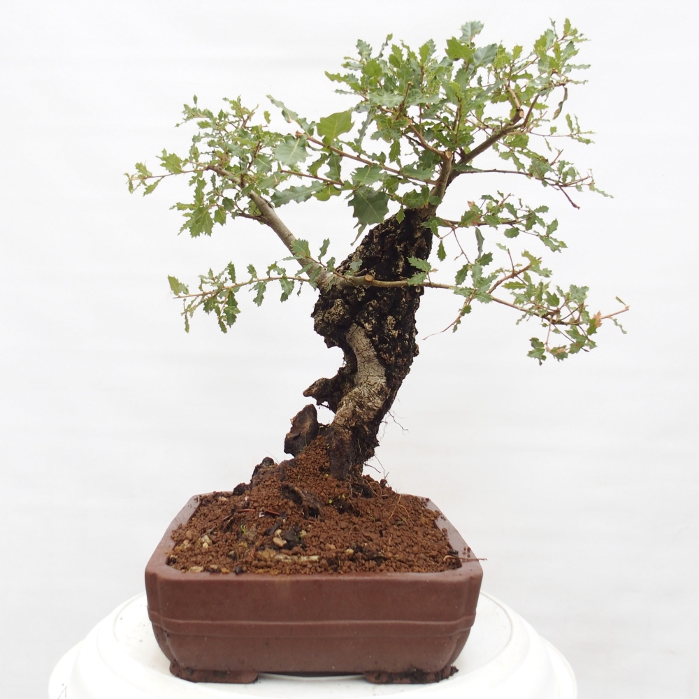 Yamadori - Quercus Ilex - Steineiche
