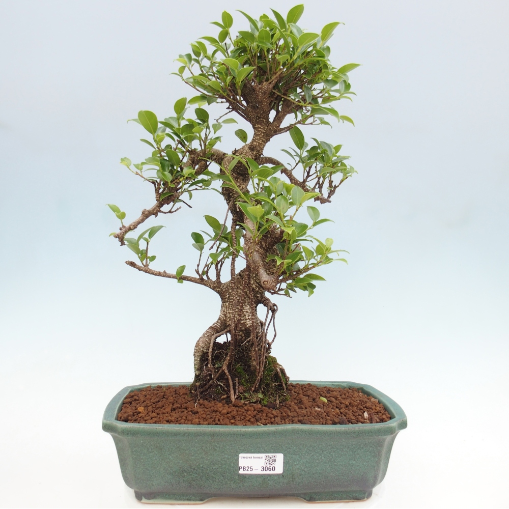 Zimmerbonsai - Ficus kimmen - kleinblättriger Ficus