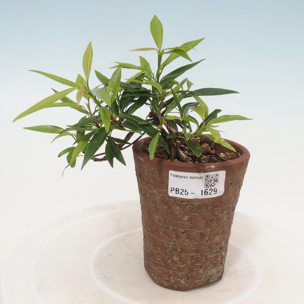 Zimmerbonsai - Ficus nerifolia - kleinblättriger Ficus