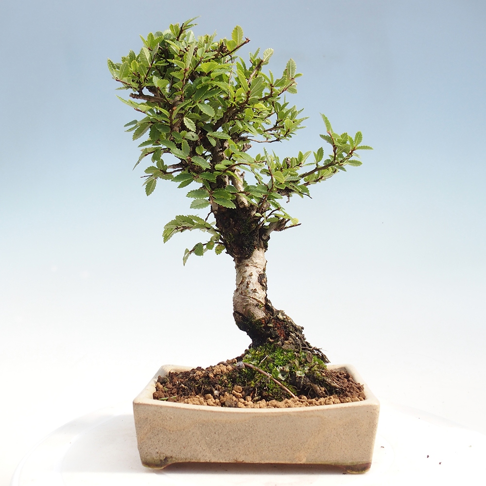 Bonsai im Freien - Zelkova - Zelkova NIRE