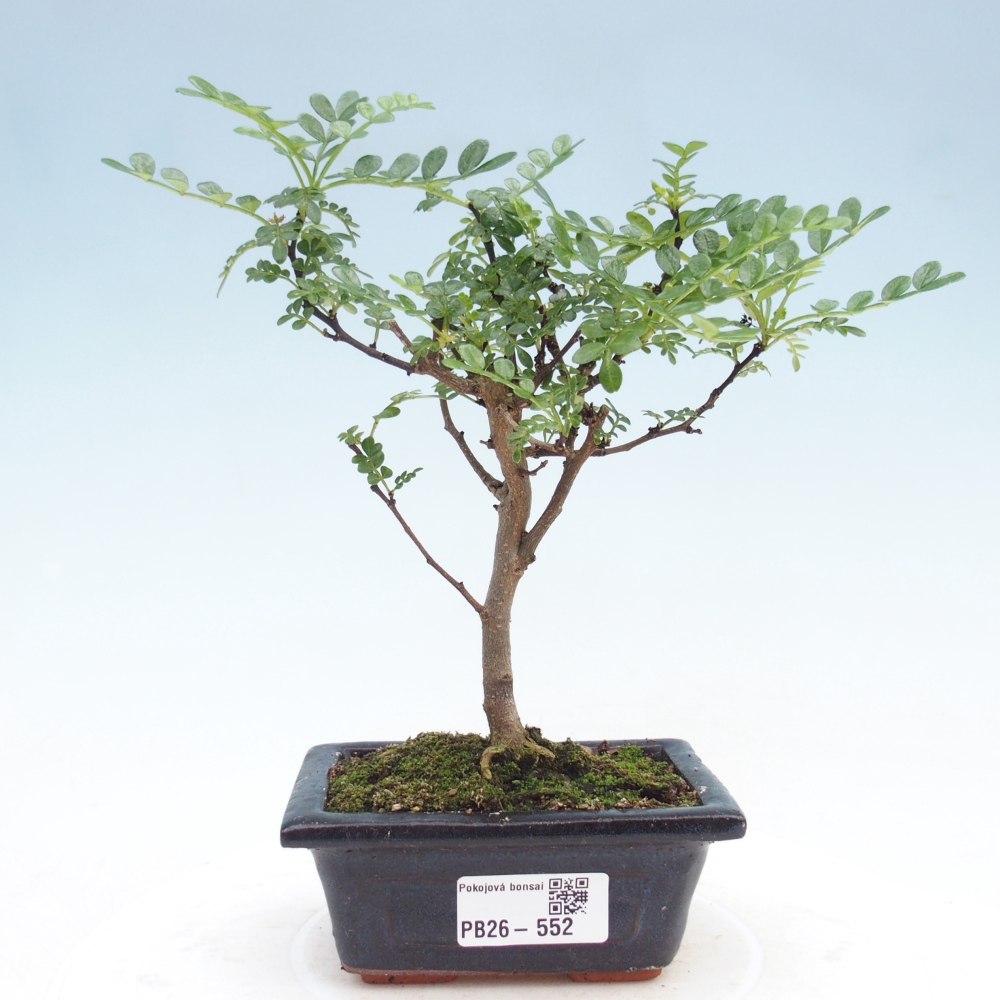 Zimmer Bonsai - Zantoxylum piperitum - Pfefferbaum