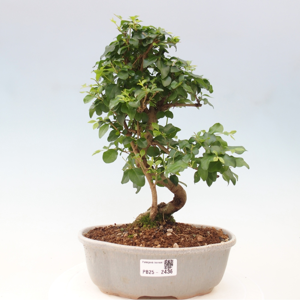 Indoor Bonsai -Ligustrum chinensis - Vogelschnabel