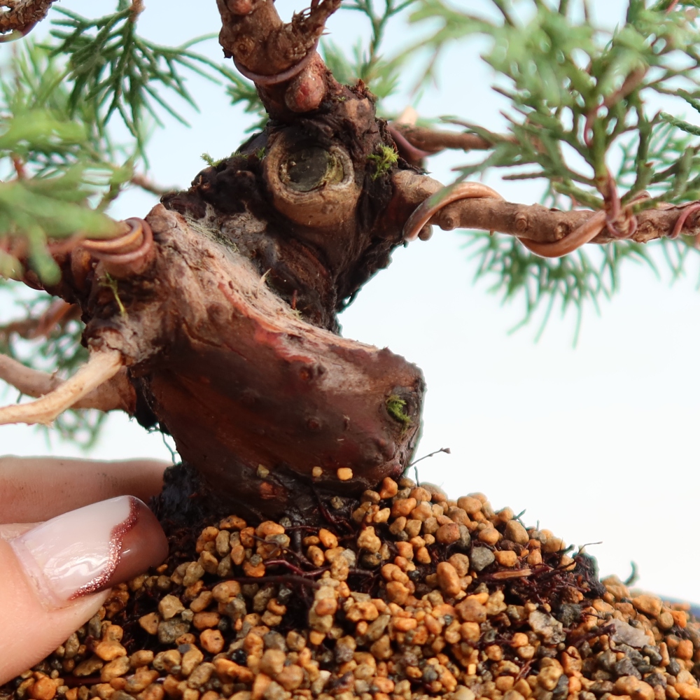 Outdoor bonsai - Juniperus chinensis Itoigawa - Chinese juniper