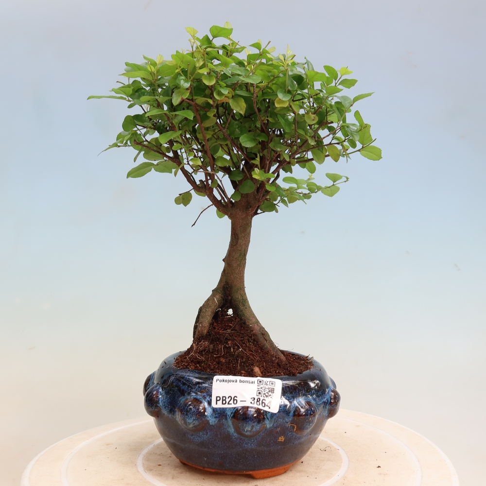Zimmer Bonsai - Sageretia thea - Sageretia thea