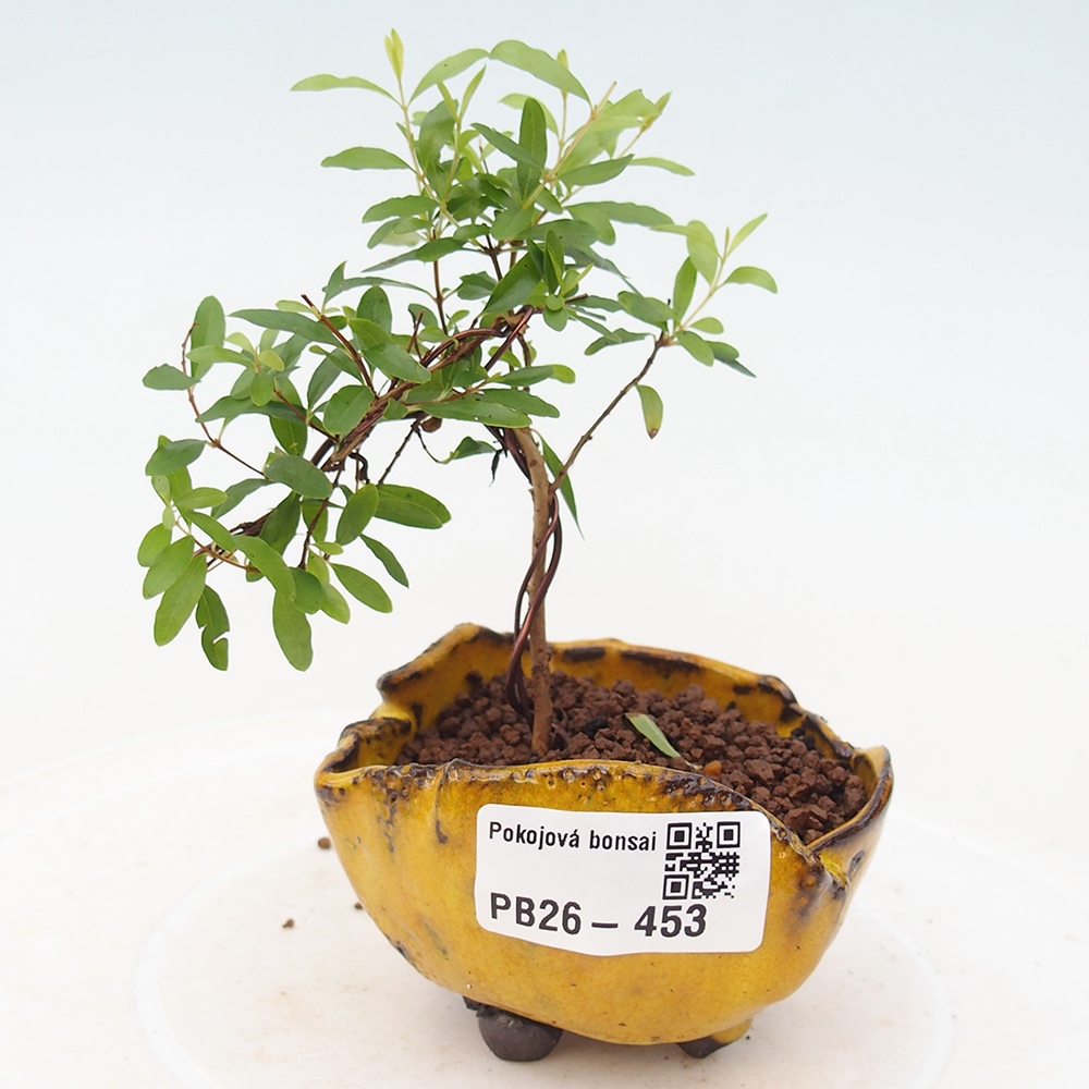 Zimmer-Bonsai-PUNICA granatum nana-Apfel-Granatapfel