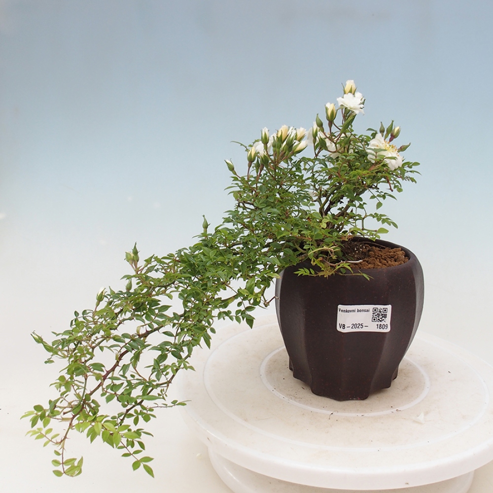 Freilandbonsai - Rosa Sea Foam -  Rose