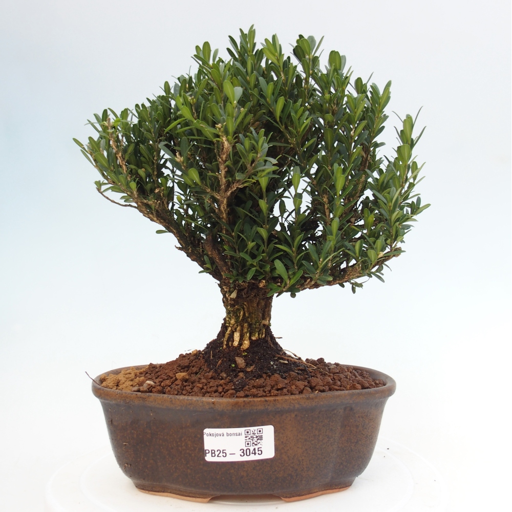 Innenbonsai - Buxus harlandii - Korkbuchsbaum