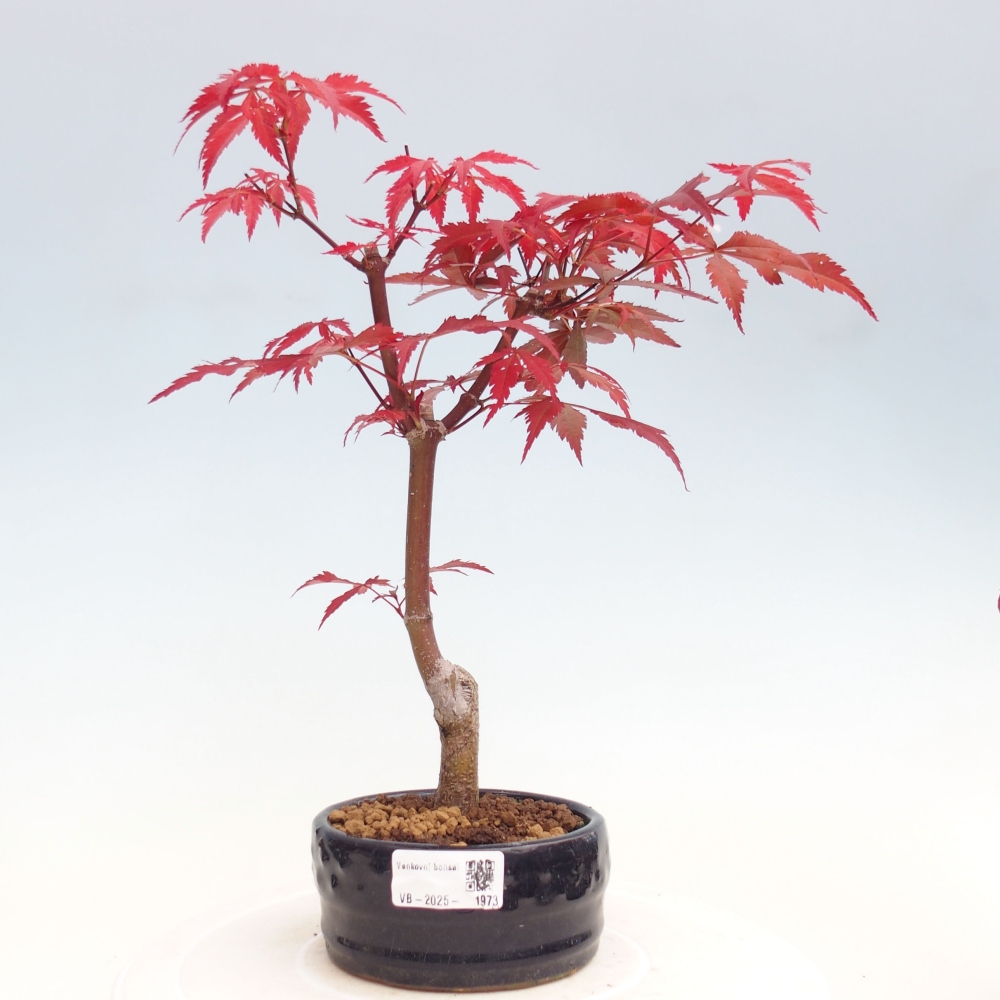 Bonsai im Freien - Acer-Palme. Atropurpureum-Palmenblatt-Ahorn