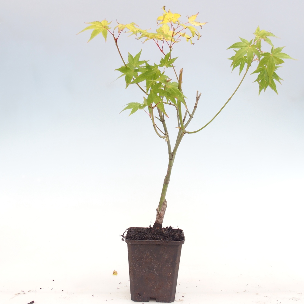 Outdoor Bonsai -Javor goldene Palme - Acer palmatum Aureum im Container