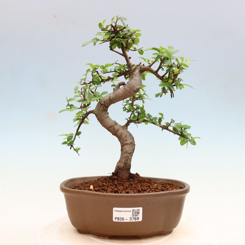 Zimmerbonsai - Ulmus parvifolia - Kleinblättrige Ulme