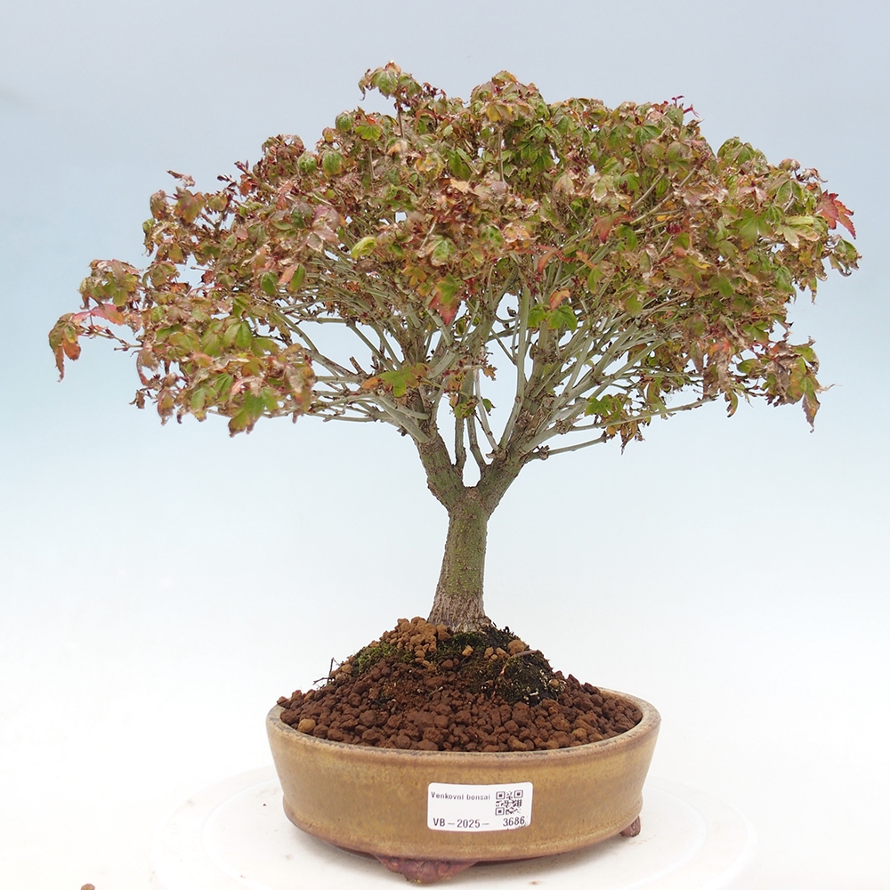 Acer palmatum KIOHIME - Palmetto-Ahorn