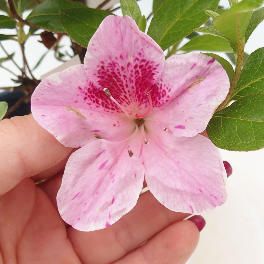 Bonsai im Freien - Japanische Azalee - Azalea Kaminojamakirin