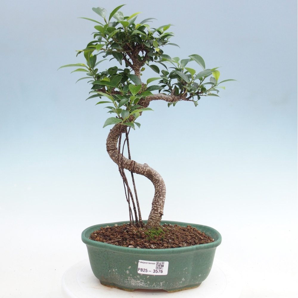 Zimmerbonsai - Ficus retusa - Kleinblättriger Ficus