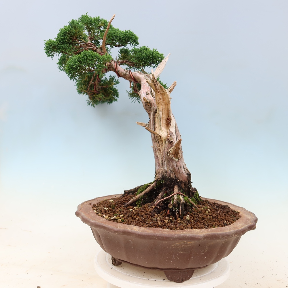 Bonsai für draußen - Juniperus chinensis Kishu