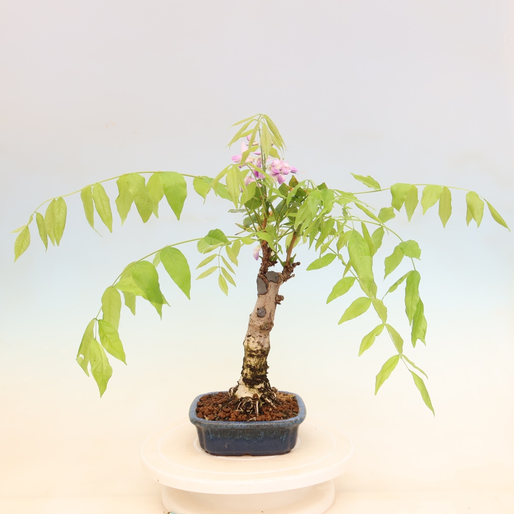 Bonsai für draußen - Wisteria floribunda