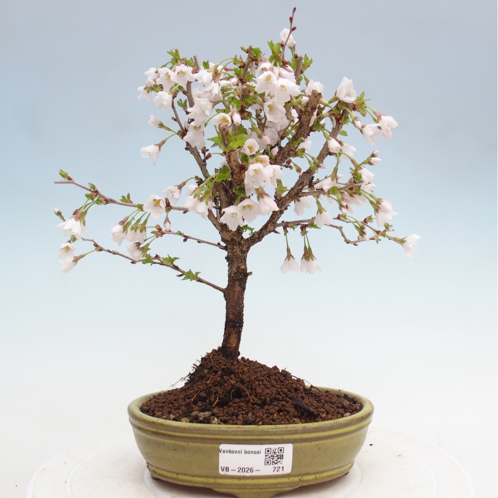 Bonsai für draußen - Prunus incisa Kojou-no mai-Plivon ausgeschnitten