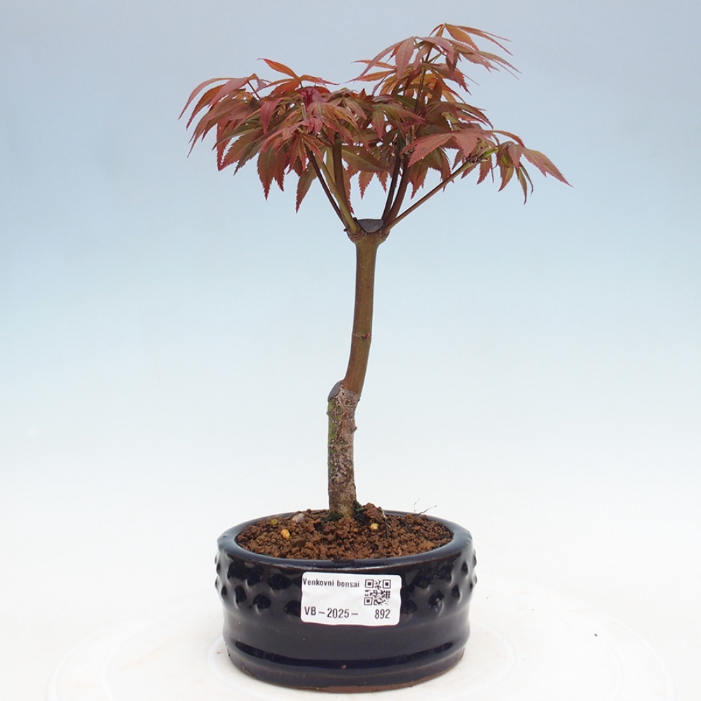 Bonsai im Freien - Acer-Palme. Atropurpureum-Palmenblatt-Ahorn