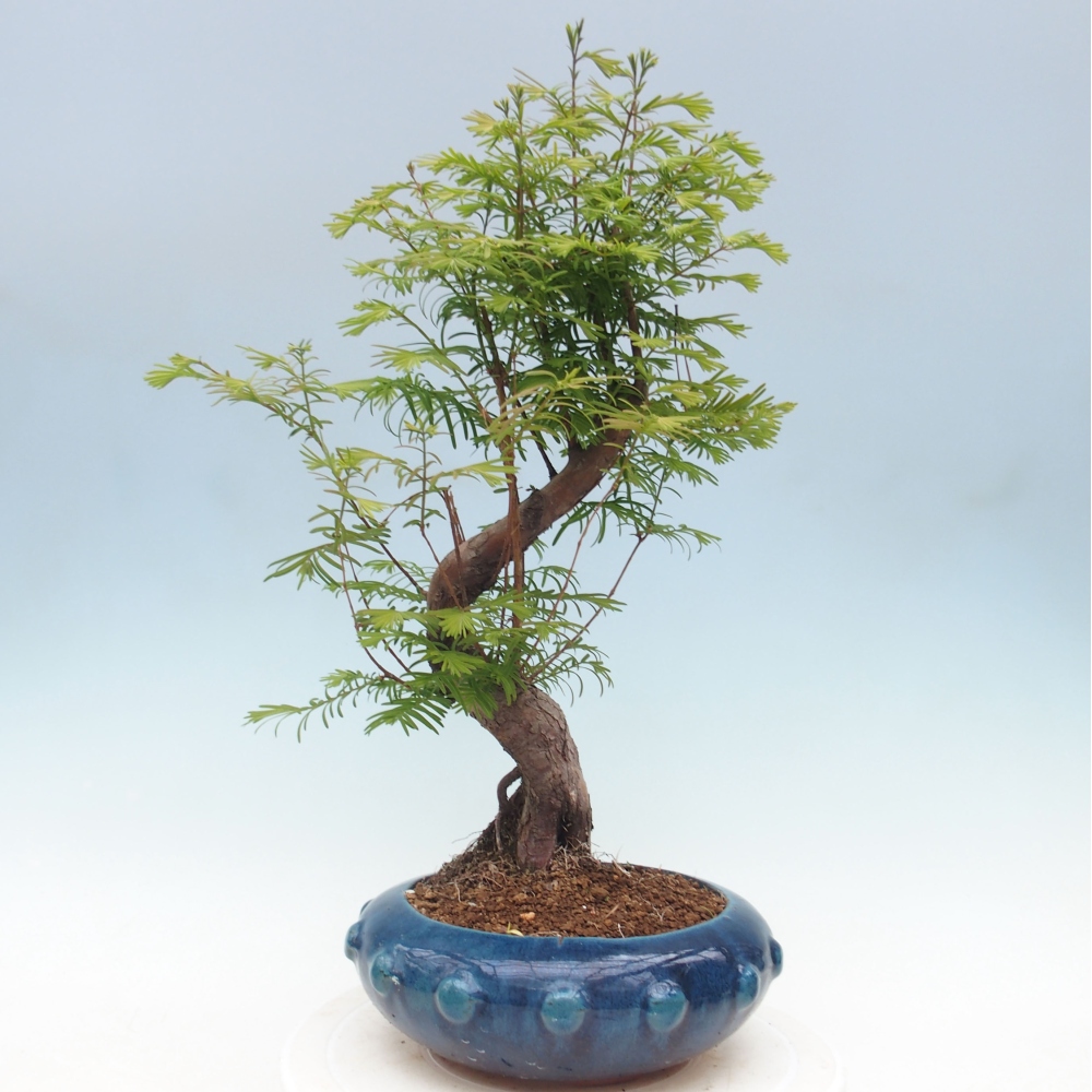 Bonsai im Freien - Metasequoia glyptostroboides - Chinesischer Metasequoia