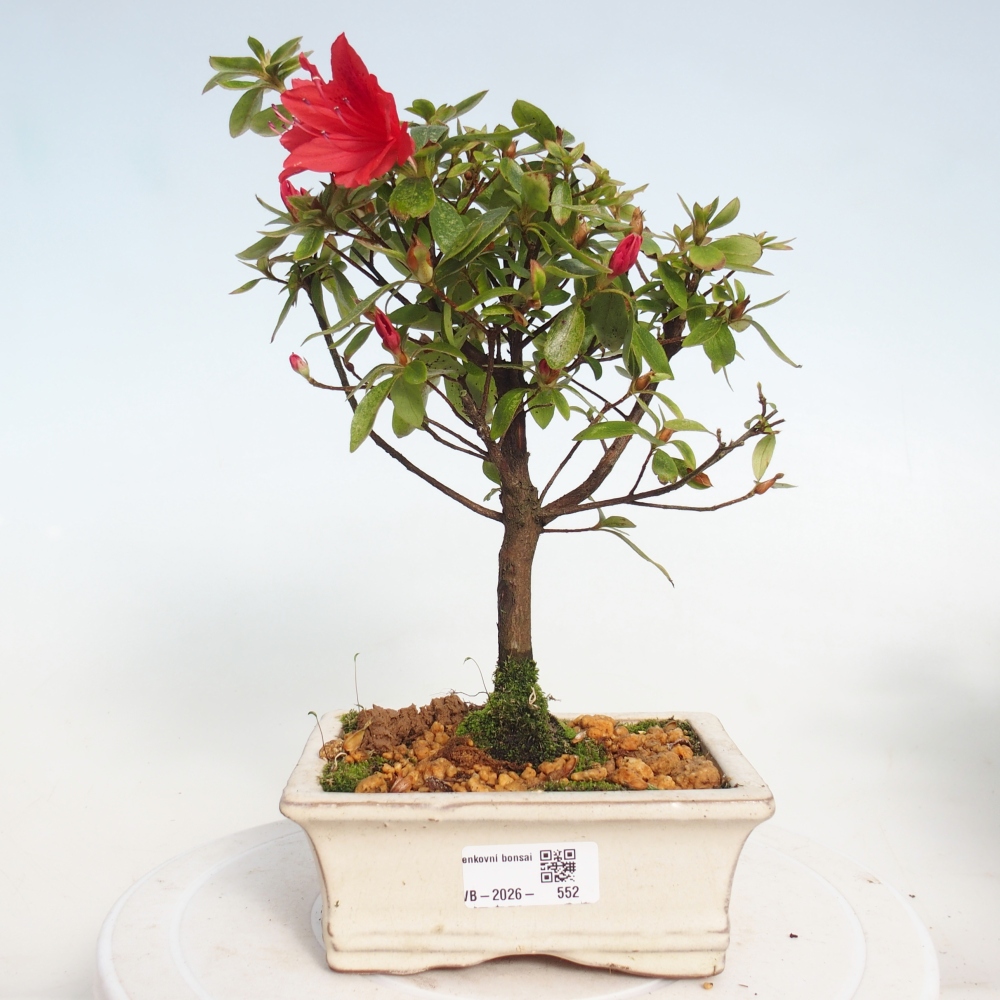 Bonsai für draußen - Japanische Azalee - Azalea sp.