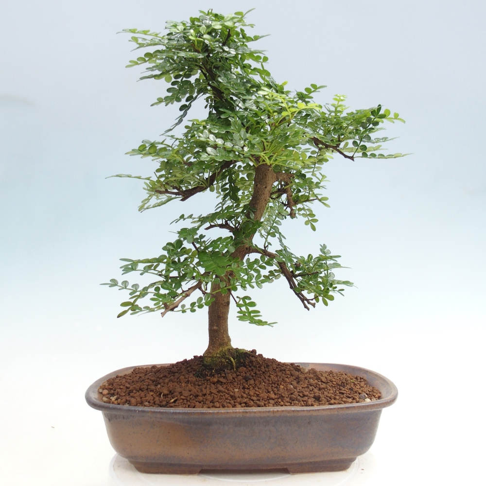 Zimmer Bonsai - Zantoxylum piperitum - Pfefferbaum