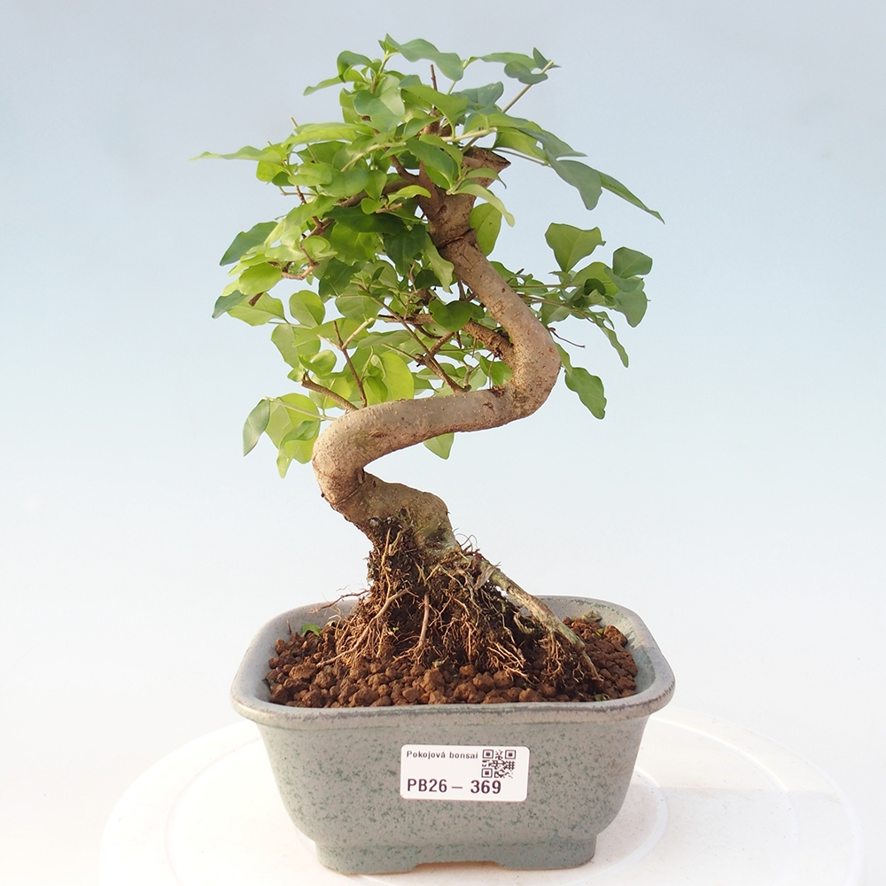 Zimmer Bonsai -Ligustrum chinensis - Vogelschnabel