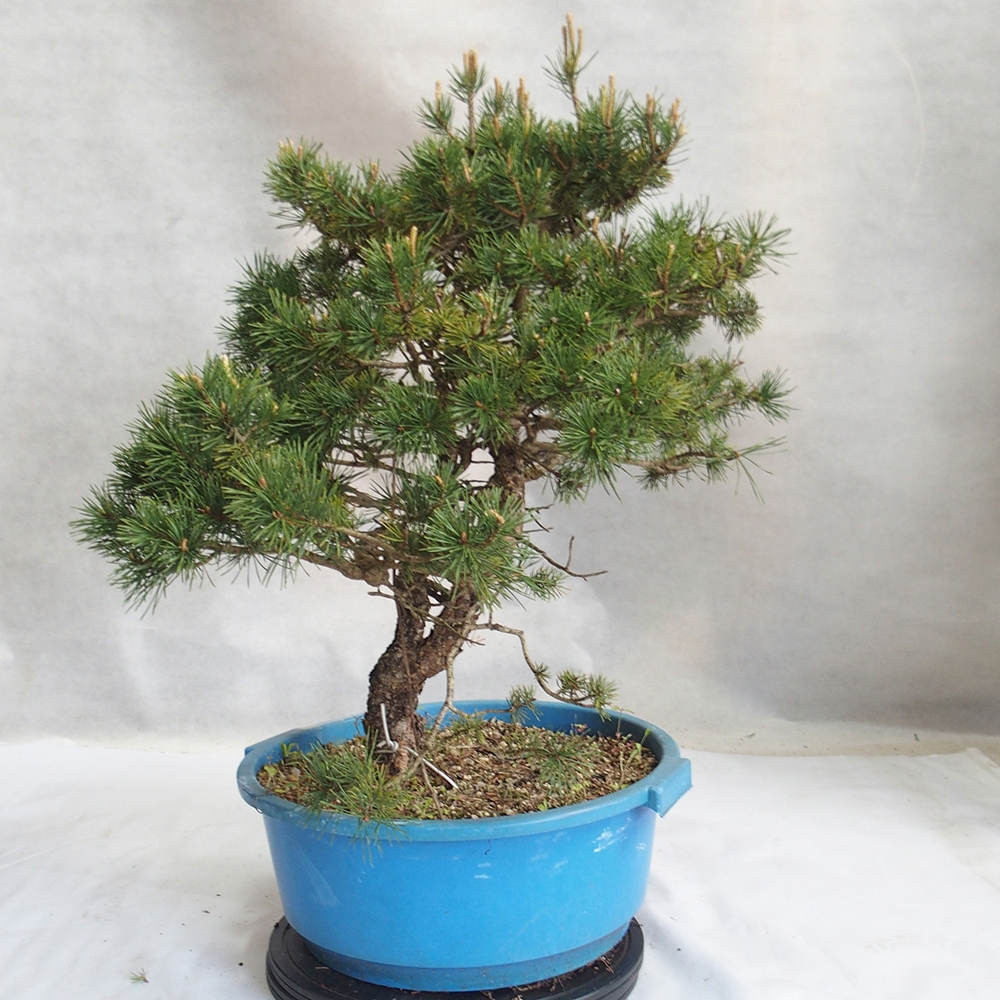 Yamadori - Pinus sylvestris 