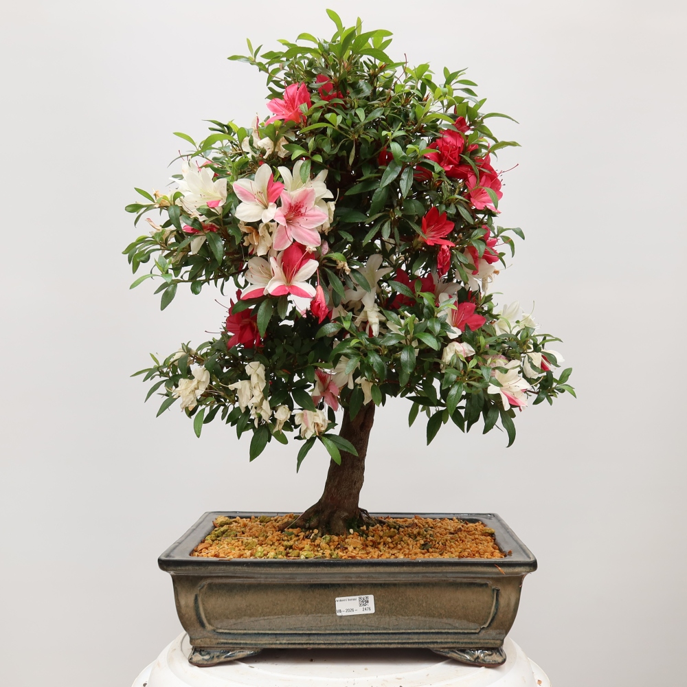 Bonsai für draußen - Japanische Azalee - Azalea satsuki