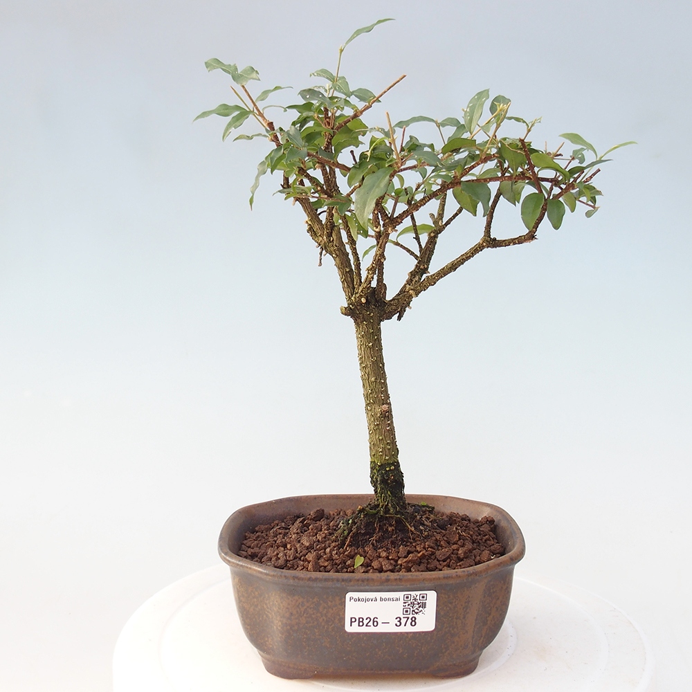 Zimmer Bonsai - Malpighia coccigera- Barbdor Kirsche