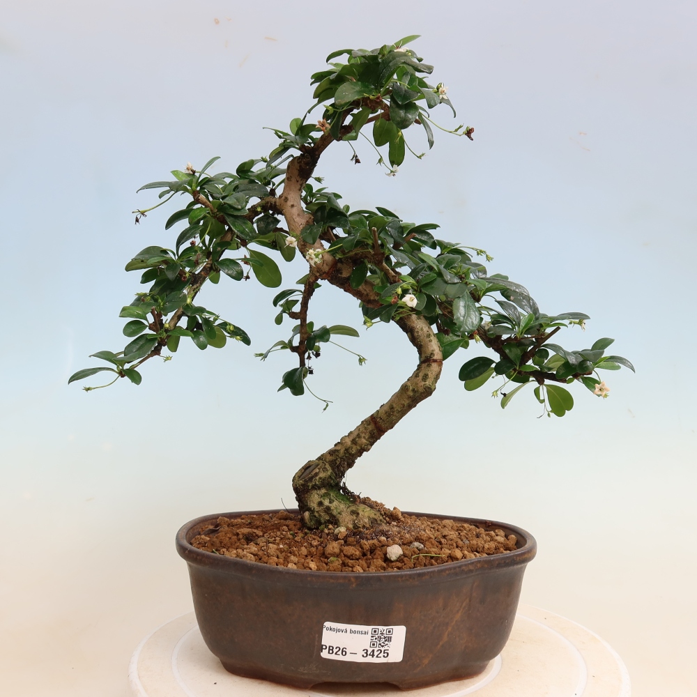 Zimmer-Bonsai - Carmona macrophylla - Tee-Fuki