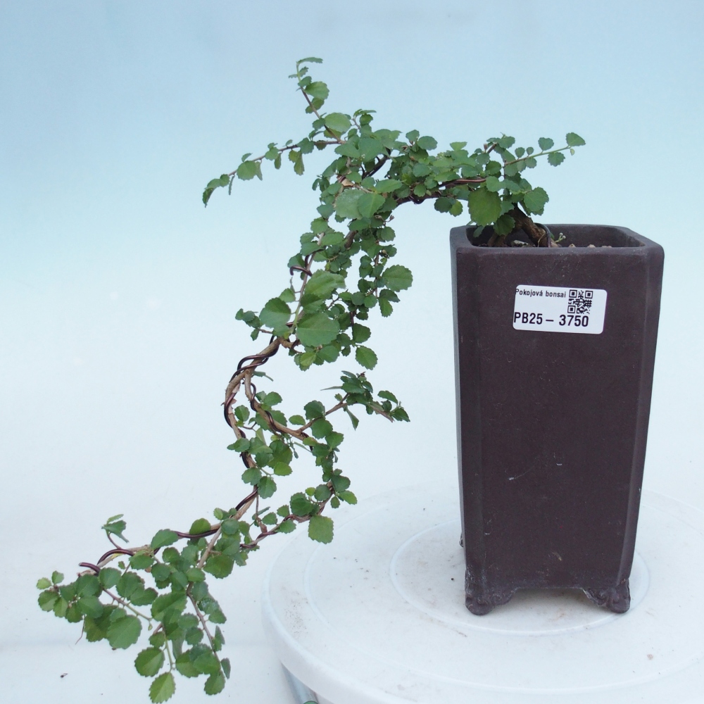 Zimmerbonsai - Grewia sp. - Grewia malafolia