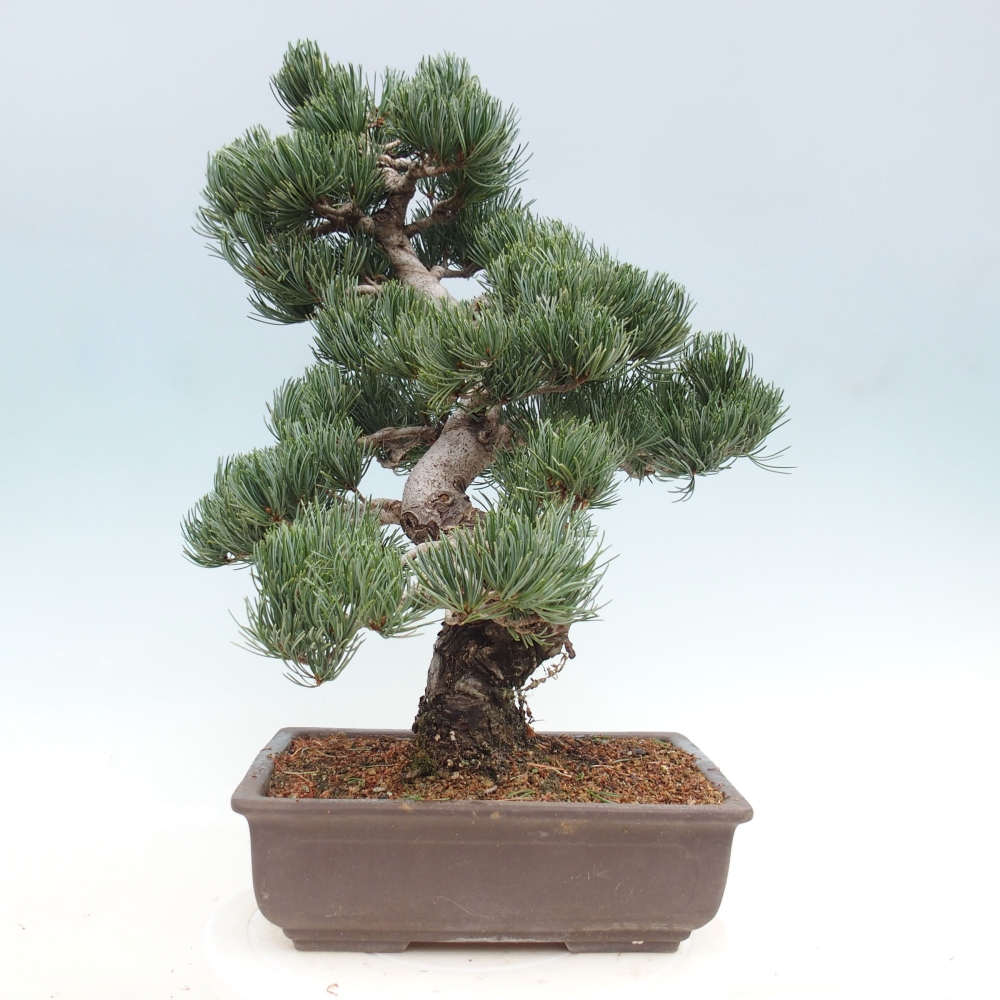 Bonsai im Freien - Pinus parviflora - kleine Kiefer