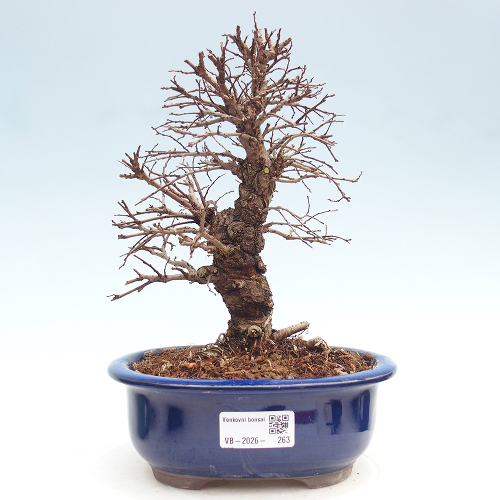 Bonsai für draußen - Zelkova - Zelkova NIRE