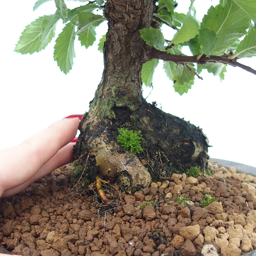 Bonsai für draußen - Zelkova - Zelkova NIRE