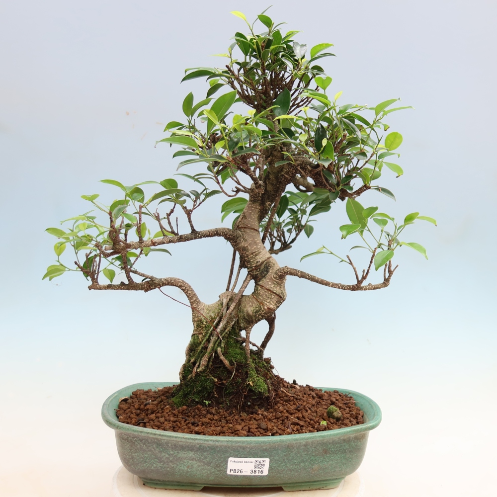 Zimmerbonsai - Ficus kimmen - Kleinblättriger Ficus