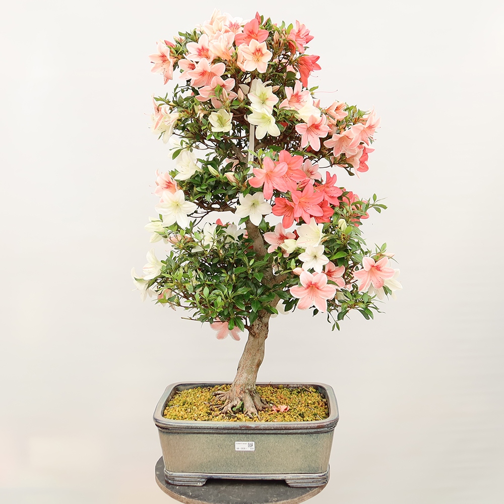 Bonsai für draußen - Japanische Azalee - Azalee Saishun