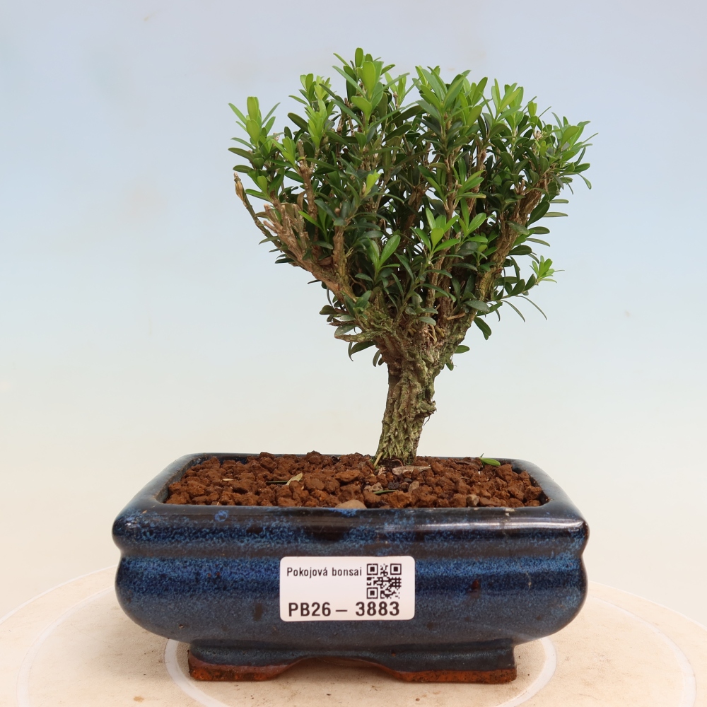 Zimmer Bonsai - Buxus harlandii - Korkbuxus