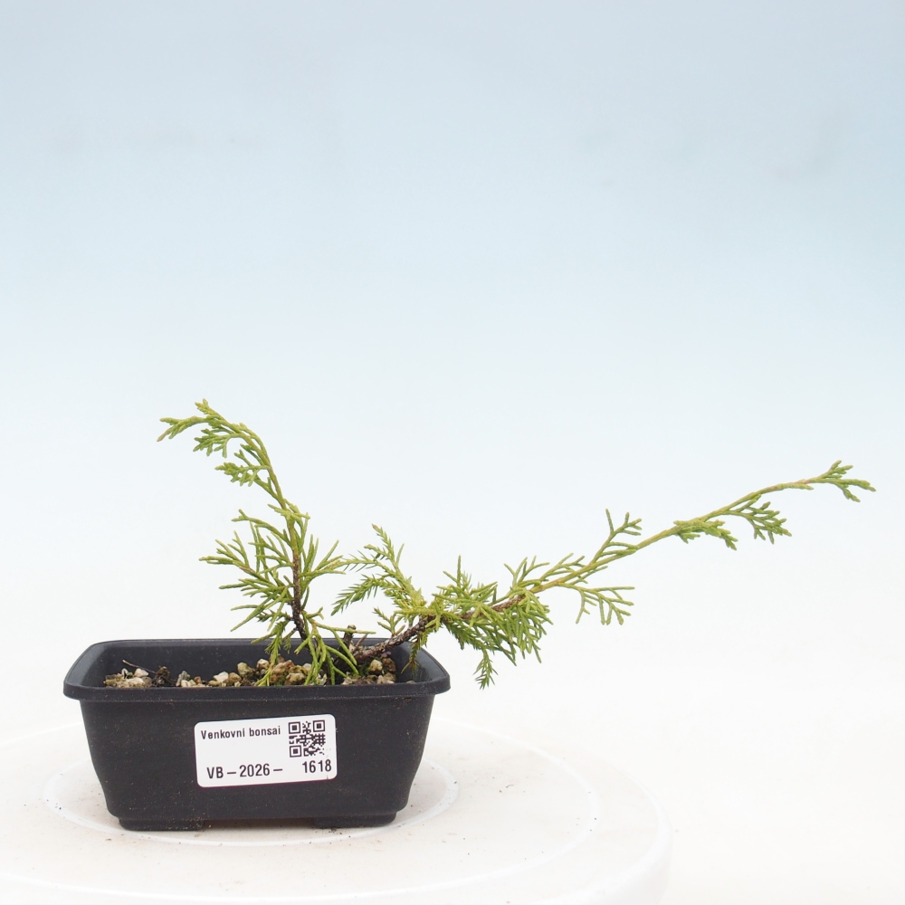 Bonsai für draußen - Juniperus chinensis Itoigawa