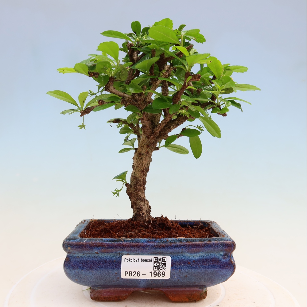 Zimmer-Bonsai - Carmona macrophylla - Tee-Fuki