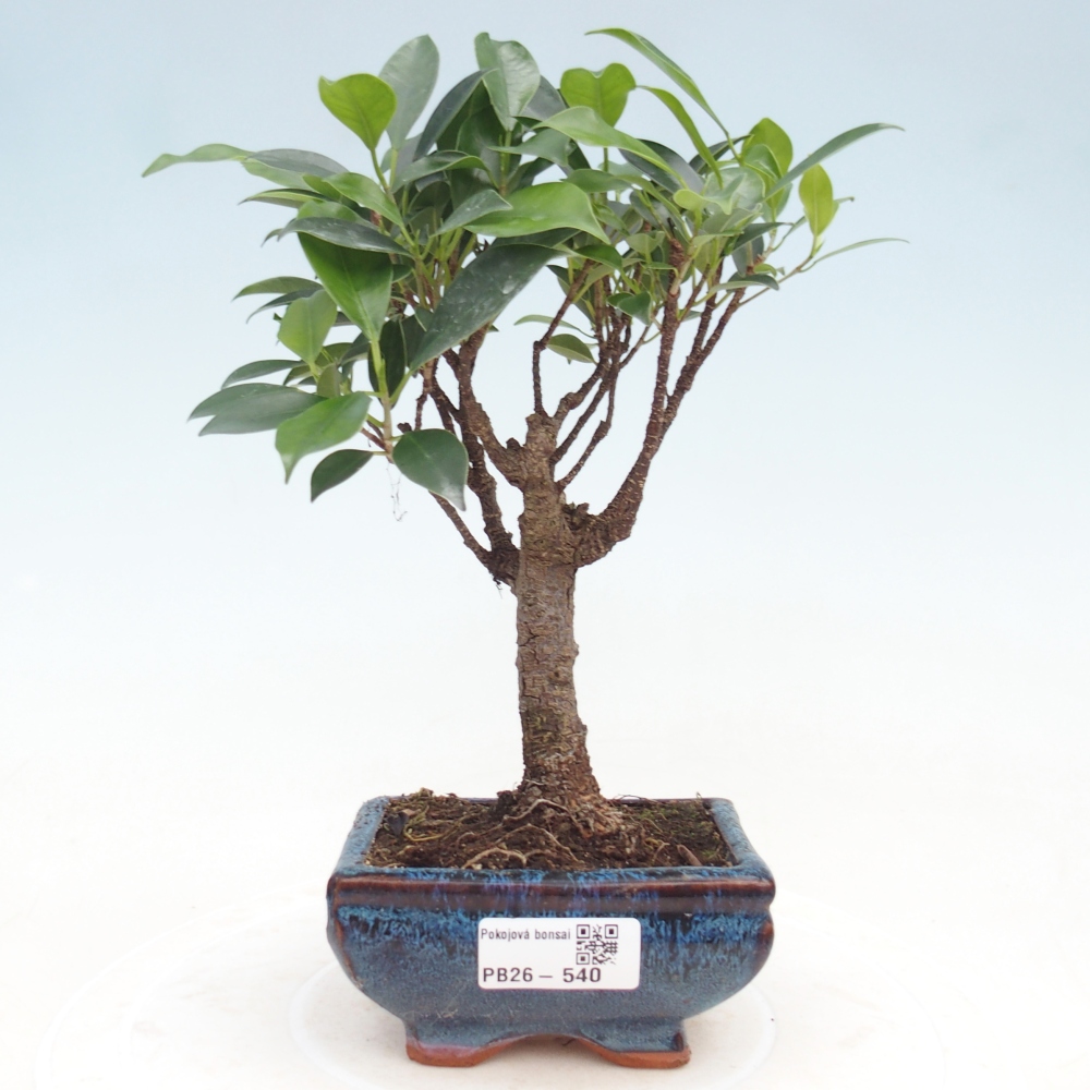 Zimmer Bonsai Ficus retusa kimmen