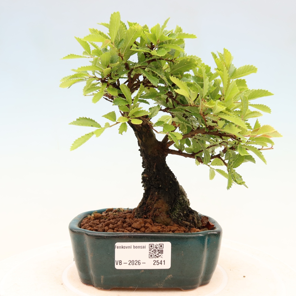 Bonsai für draußen - Zelkova - Zelkova NIRE