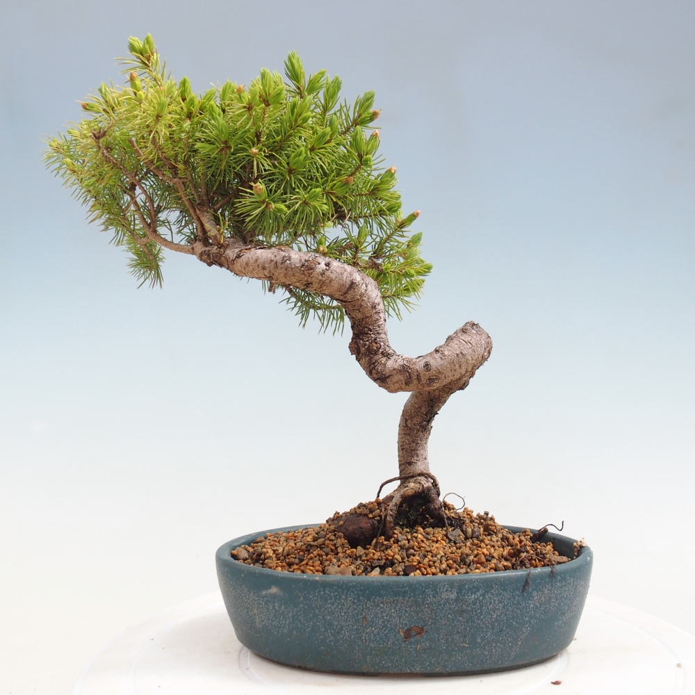 Bonsai für draußen - Fichte - Picea glauca globe