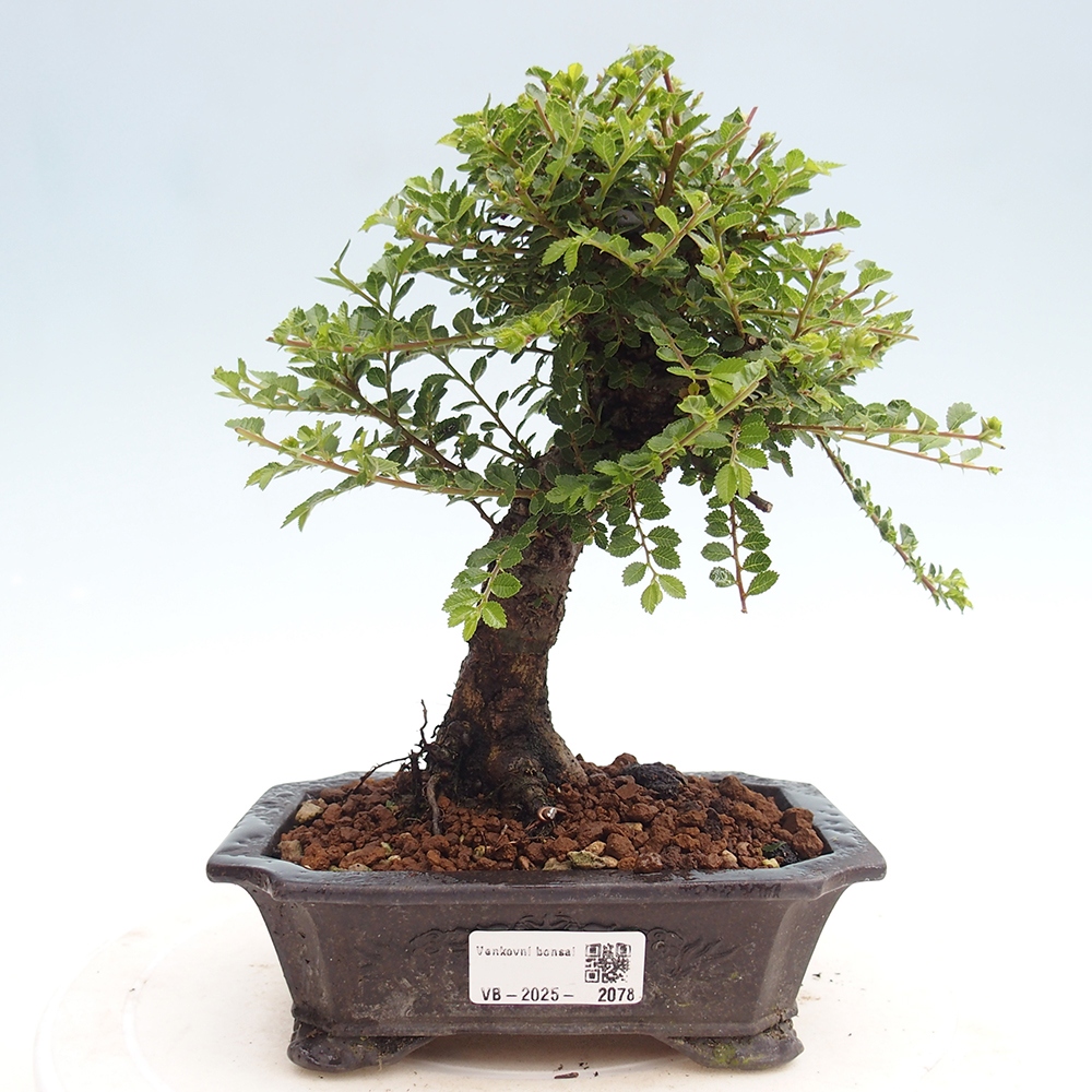 Bonsai im Freien - Ulmus parvifolia Hokkaido - Chinesische Ulme