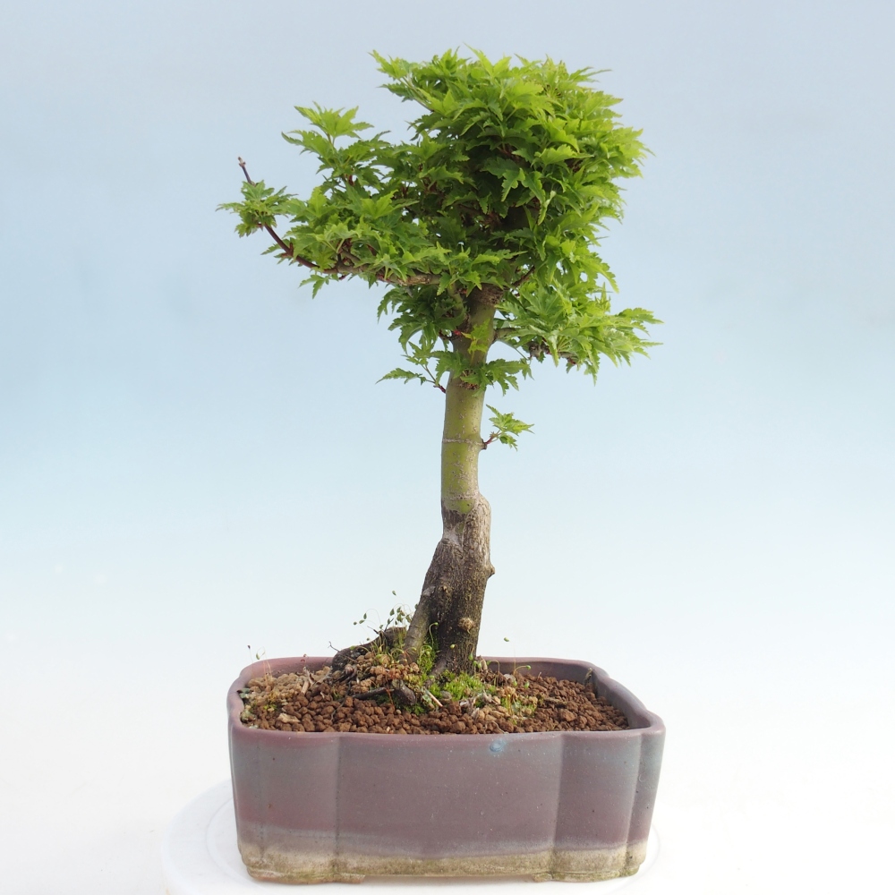 Bonsai für draußen -Javor-Palme Acer palmatum Shishigashira