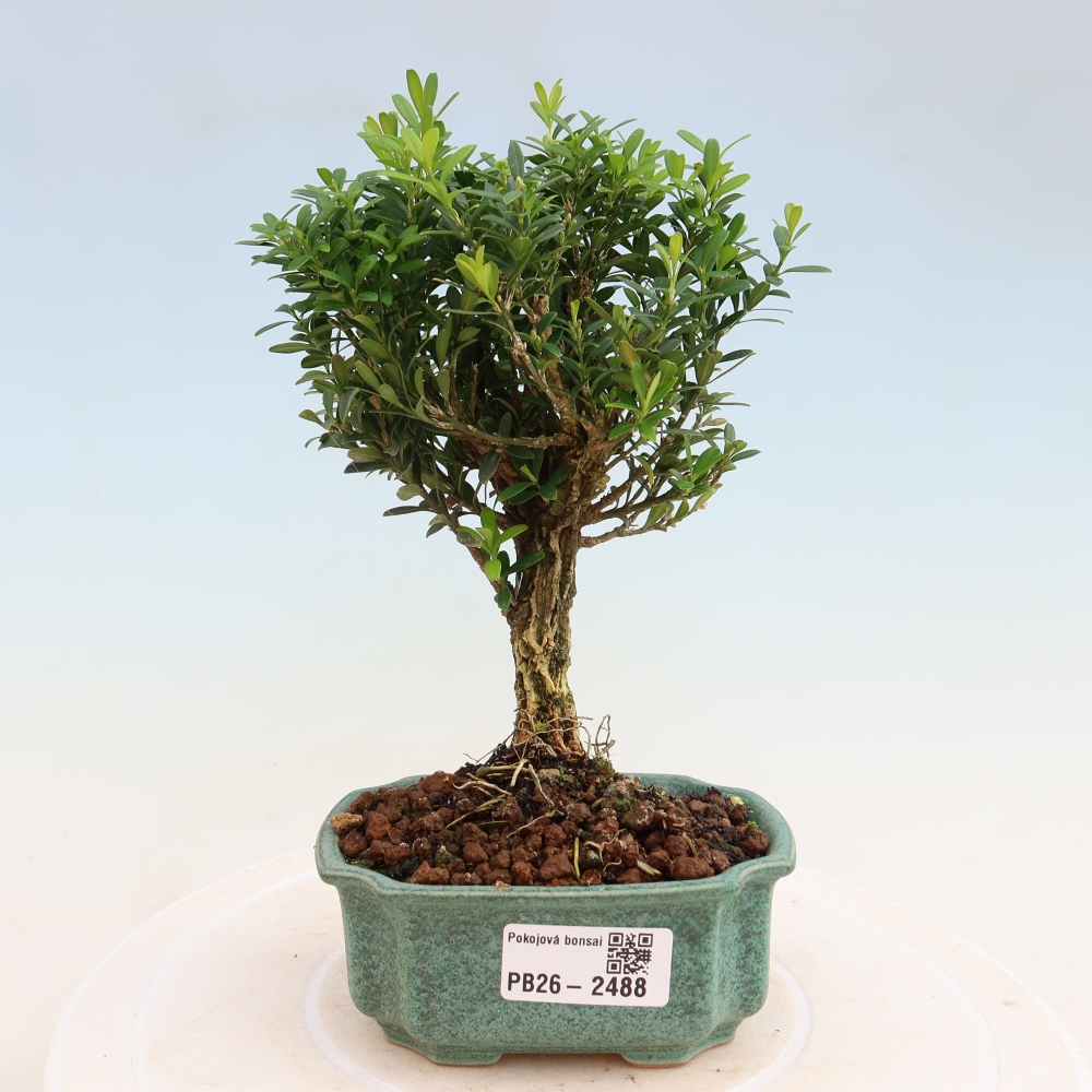 Zimmer Bonsai - Buxus harlandii - Korkbuxus