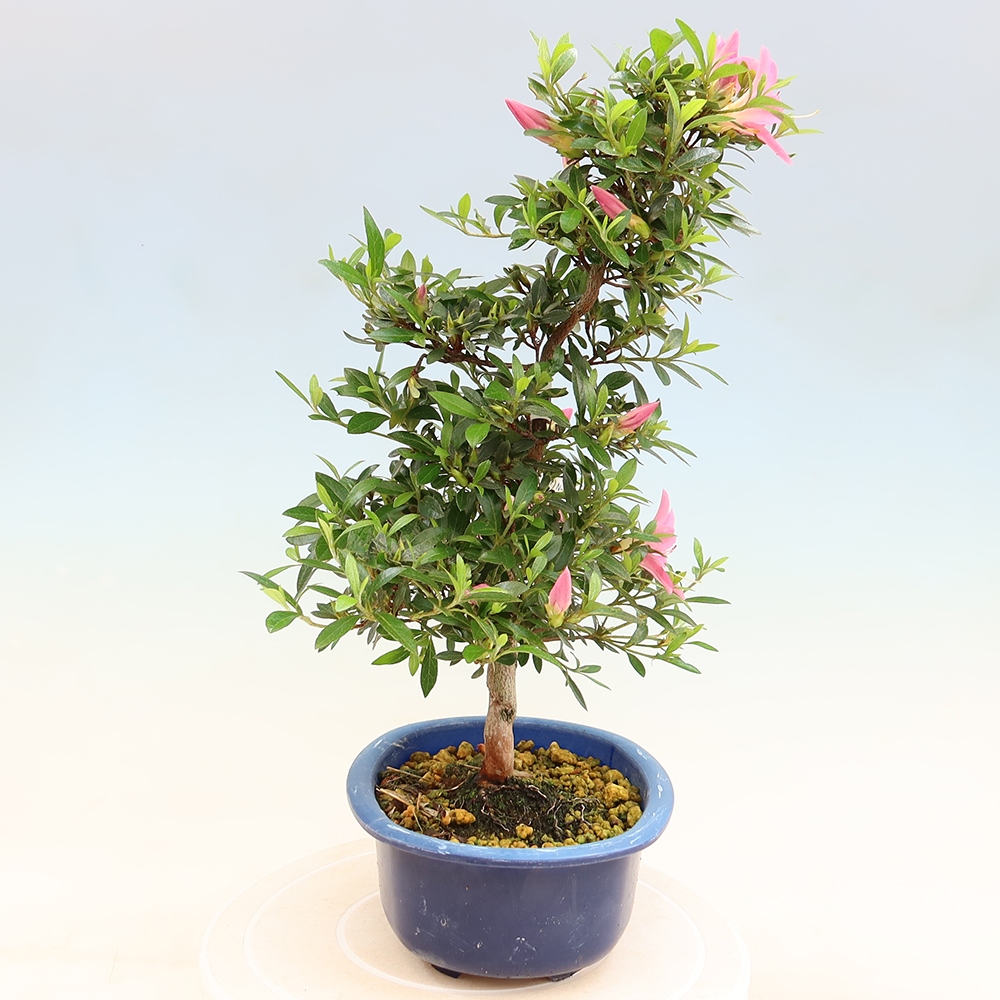 Bonsai für draußen - Japanische Azalee - Azalee Nasuno