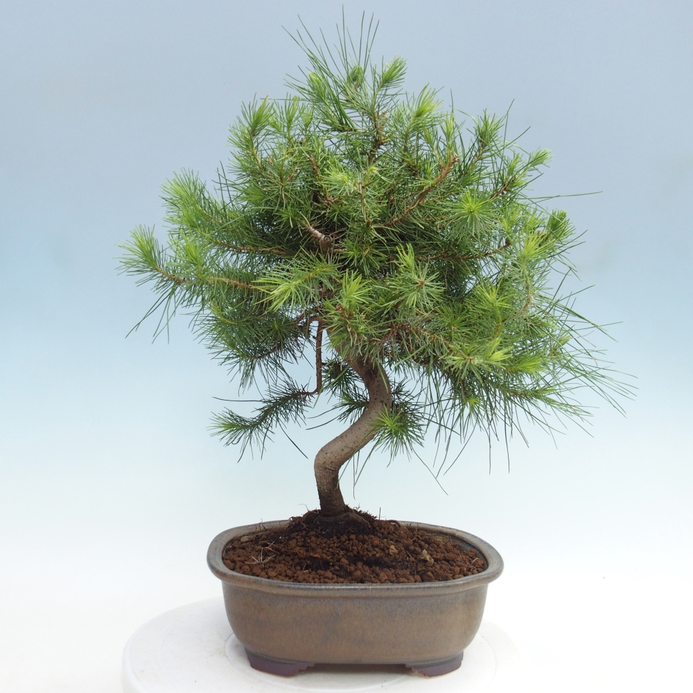 Zimmer Bonsai-Pinus halepensis-Kiefer von Aleppo