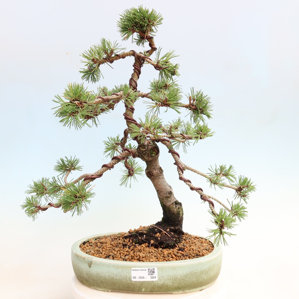 Bonsai für den Außenbereich – Pinus mugo Humpy – Zwergkiefer