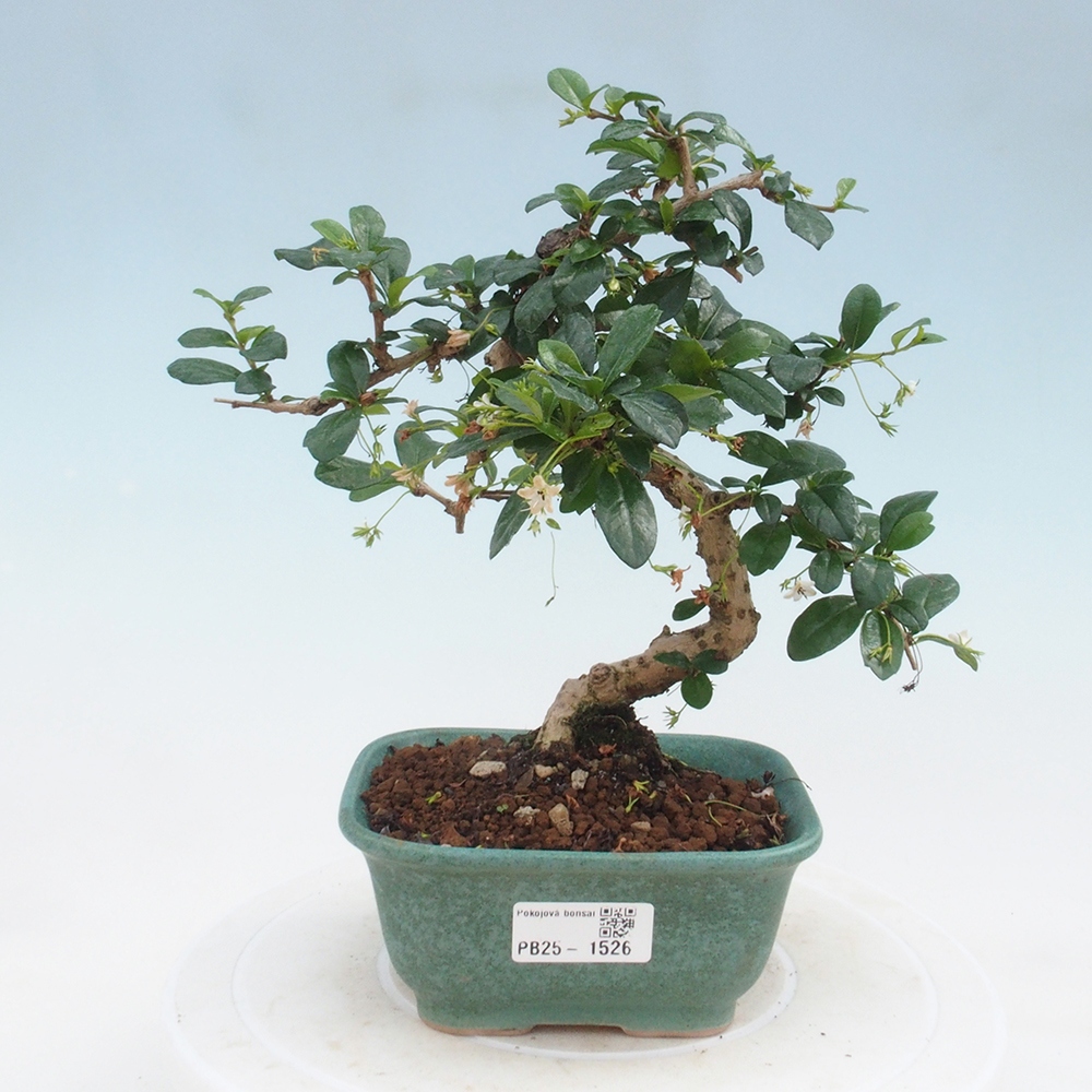 Zimmerbonsai - Carmona Macrophylla - Fuki-Tee