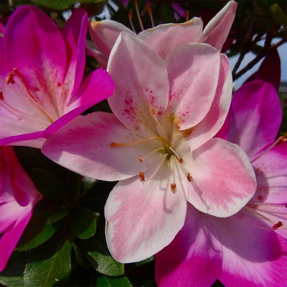 Bonsai für draußen - Japanische Azalee - Azalee MURASAKI
